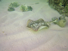 Enlarge photo 42