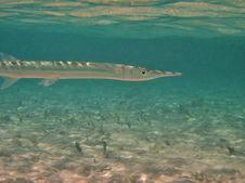 Enlarge photo 45