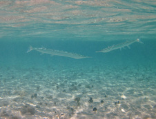 Enlarge photo 46