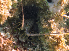 Enlarge photo 48