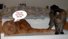 Maine Coon Rumble