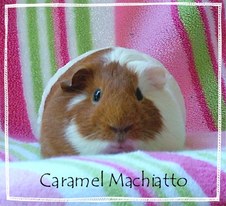 Piggie Forum Uploads