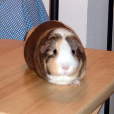 Pigrock