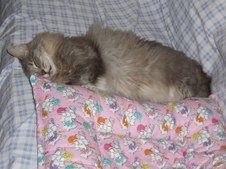 sleepycritters