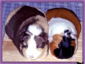 Web Page - Piggies