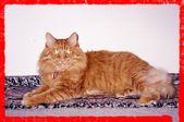 Web Page - Spanky