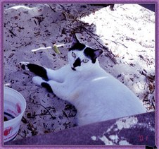 Web USVI Cats