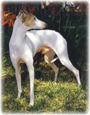 Kalon Italian Greyhounds