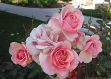 Flowers @ Santa Clara University