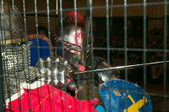 Enlarge photo 100