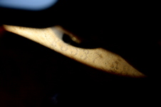 Enlarge photo 54