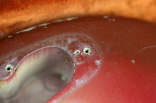 Enlarge photo 42