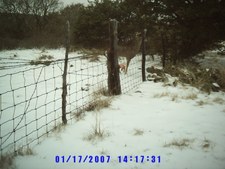 March deer cam