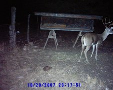Nov. Deer cam pics