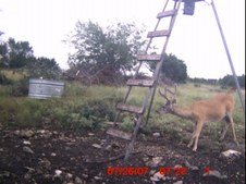 Sept. Deer cam Pics