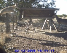 June Deer Pics