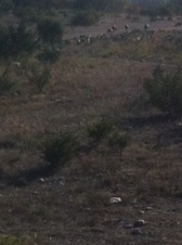 Enlarge photo 17