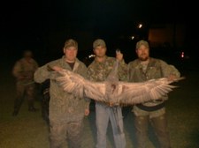 Sand Hill Cranes