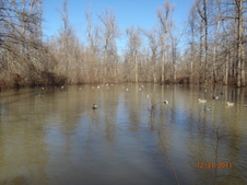Enlarge photo 45