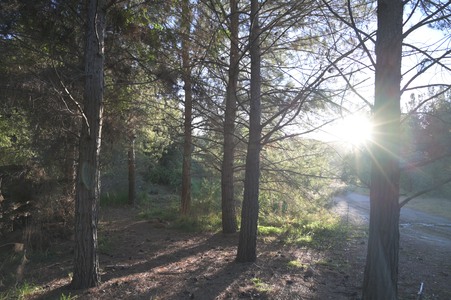 Golden_Oaks_Ranch_PINE_LAKE_TRAIL