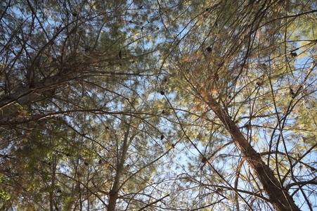 Enlarge photo 22