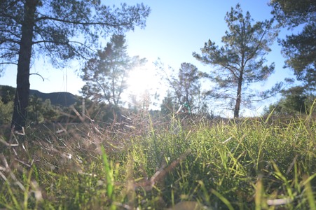 Golden_Oaks_Ranch_PINEY_WOODS