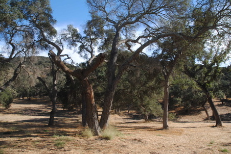 Ventura Farms