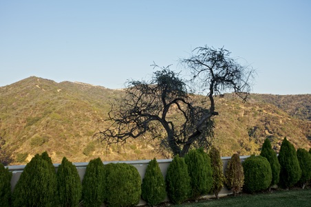 Enlarge photo 270