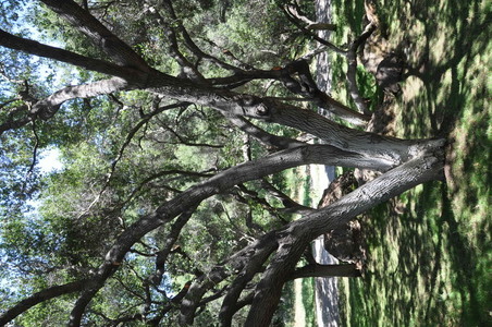 Enlarge photo 78