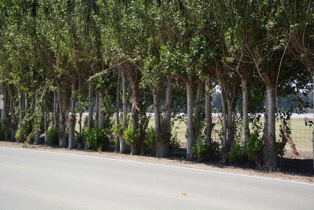 Enlarge photo 37