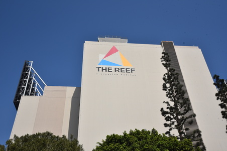 The reef