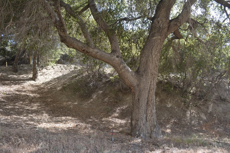 Enlarge photo 52