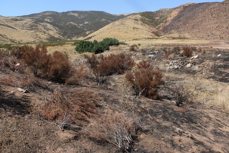 Agua Dulce_Firestone Ranch 
