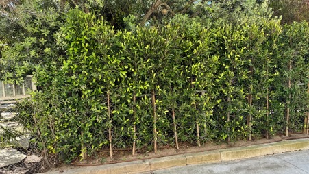 Enlarge photo 31