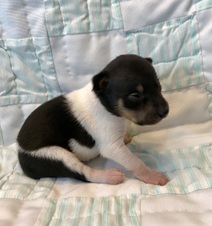LIL/GUNNER LITTER 2 WEEKS