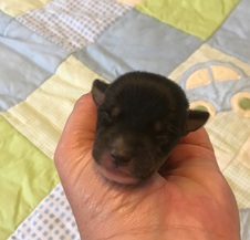 LIL/GUNNER LITTER NEWBORN