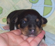 Enlarge photo 4