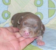 TAYLOR/SLIM 2 WEEKS OLD