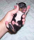 TAYLOR/SLIM LITTER NEWBORN