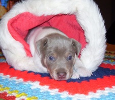 TAYLOR/SLIM LITTER 4 WEEKS