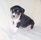 <center>Lucy/Dillon Litter--All SOLD