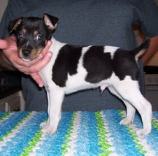 LIL/CANYON LITTER DOB 06.12.2015