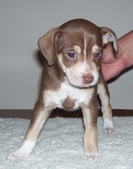 Lucy/Gunner Litter-ALL SOLD !!