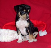 <center>Lucy/Westin Puppies-ALL SOLD!