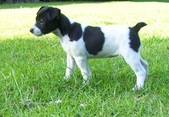 Lyric/Dillon Litter --ALL SOLD !!