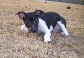 LYRIC/GUNNER LITTER-ALL HAVE HOMES 