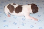 Enlarge photo 39