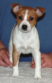 Pattycake/Dillon Litter--ALL SOLD!