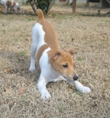 Pattycake/Dillon Litter Two