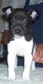 Sola/Dillon Litter -- All SOLD!!